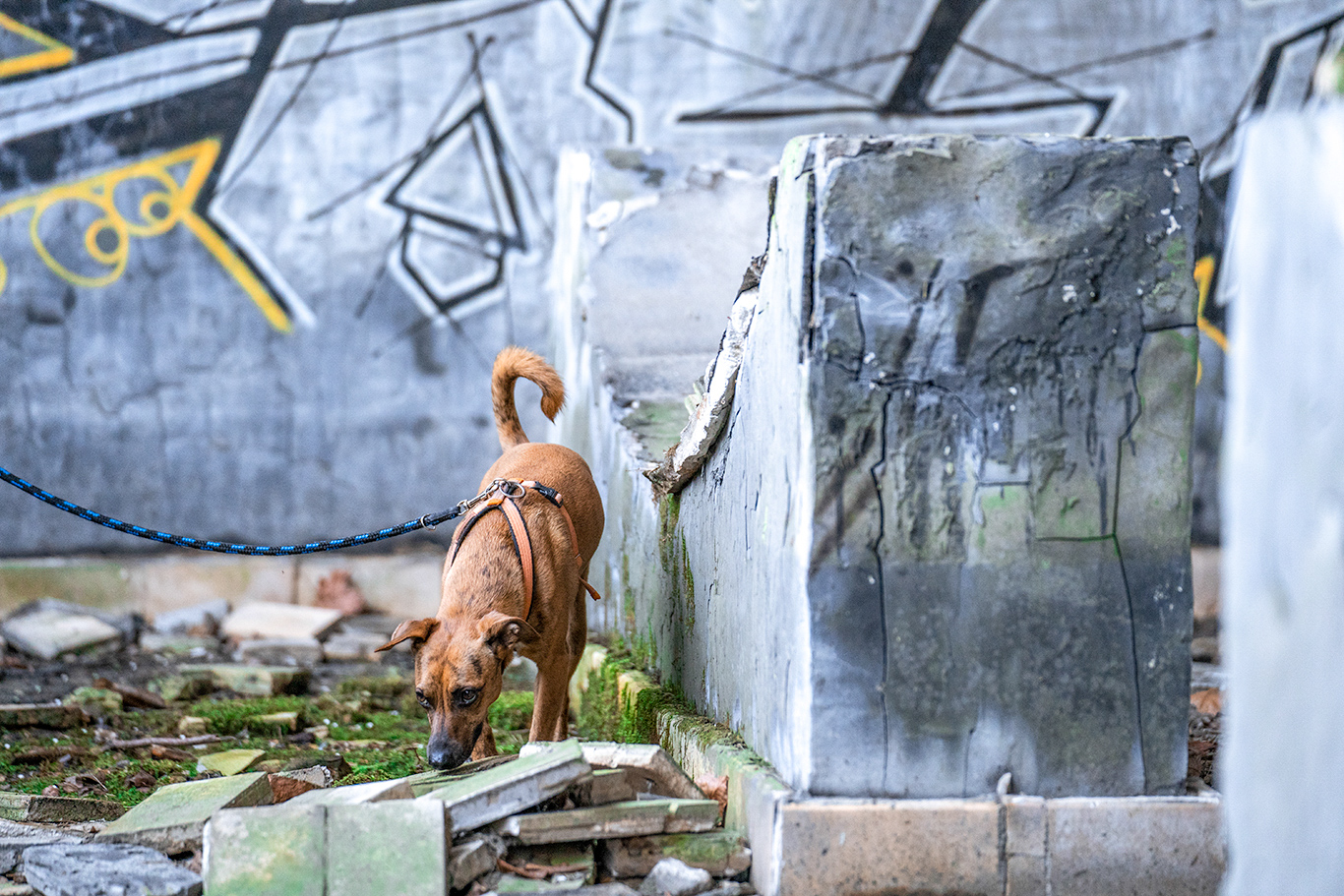 Nosework